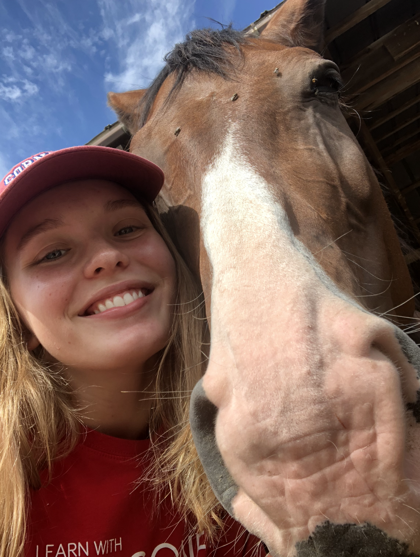 Emily-horse.png Emily-horse.png
